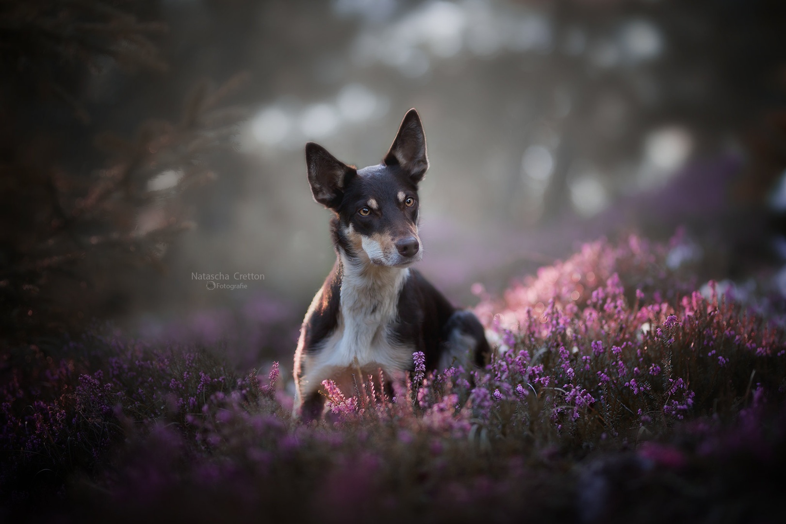 Border Collie Tewi by Natascha Cretton