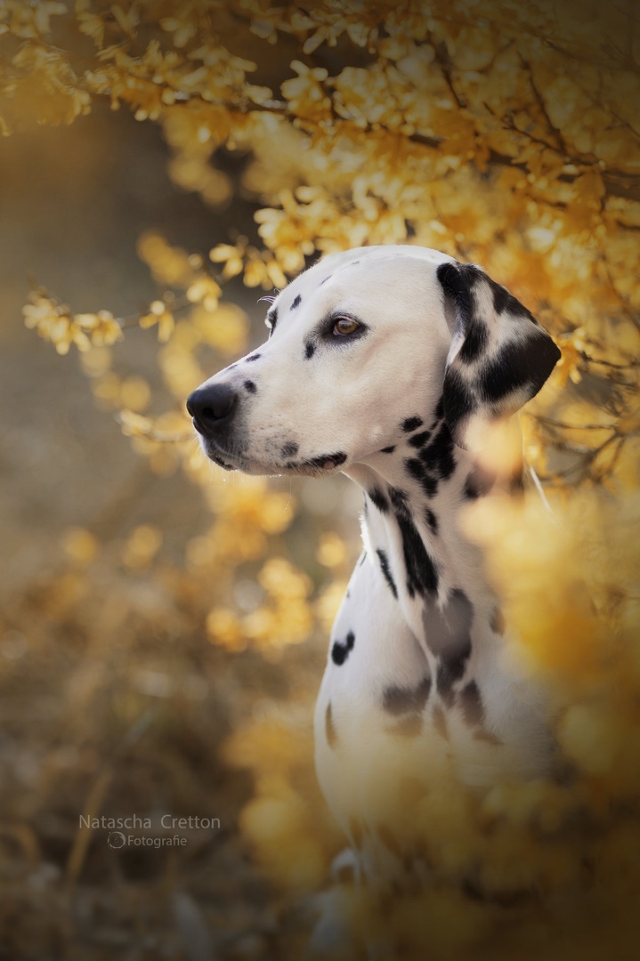 Spring by Natascha Cretton