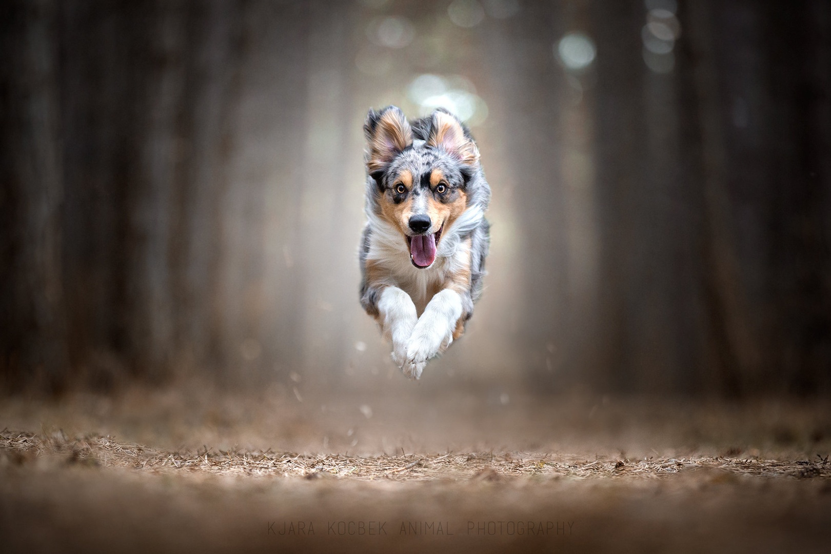 Into the Woods by Kjara Kocbek
