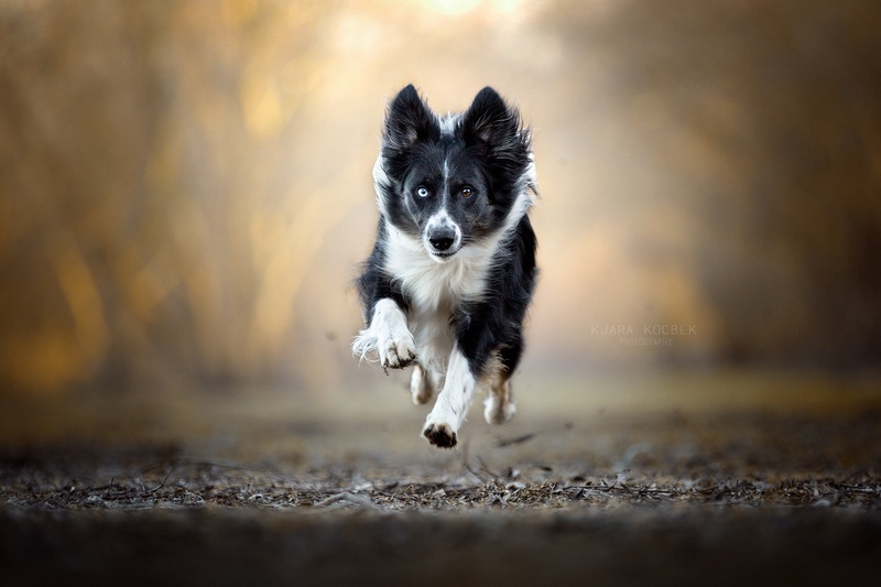 Happy by Kjara Kocbek