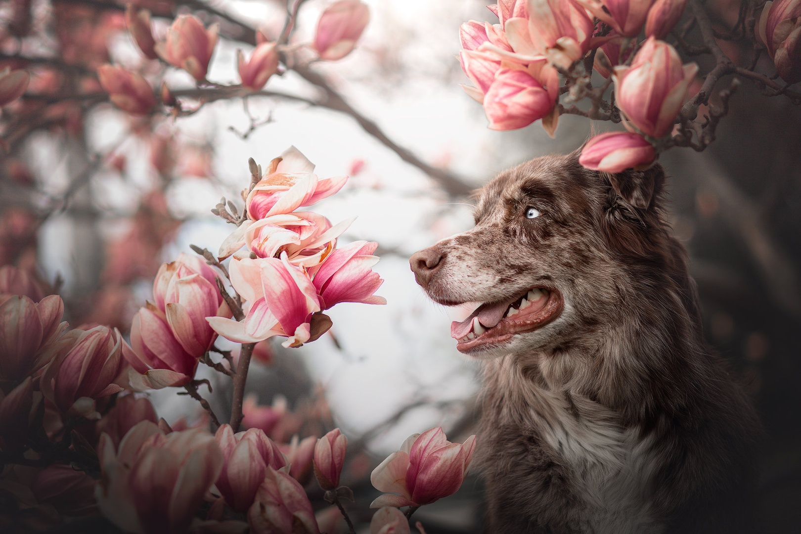 Magnolija by Kjara Kocbek