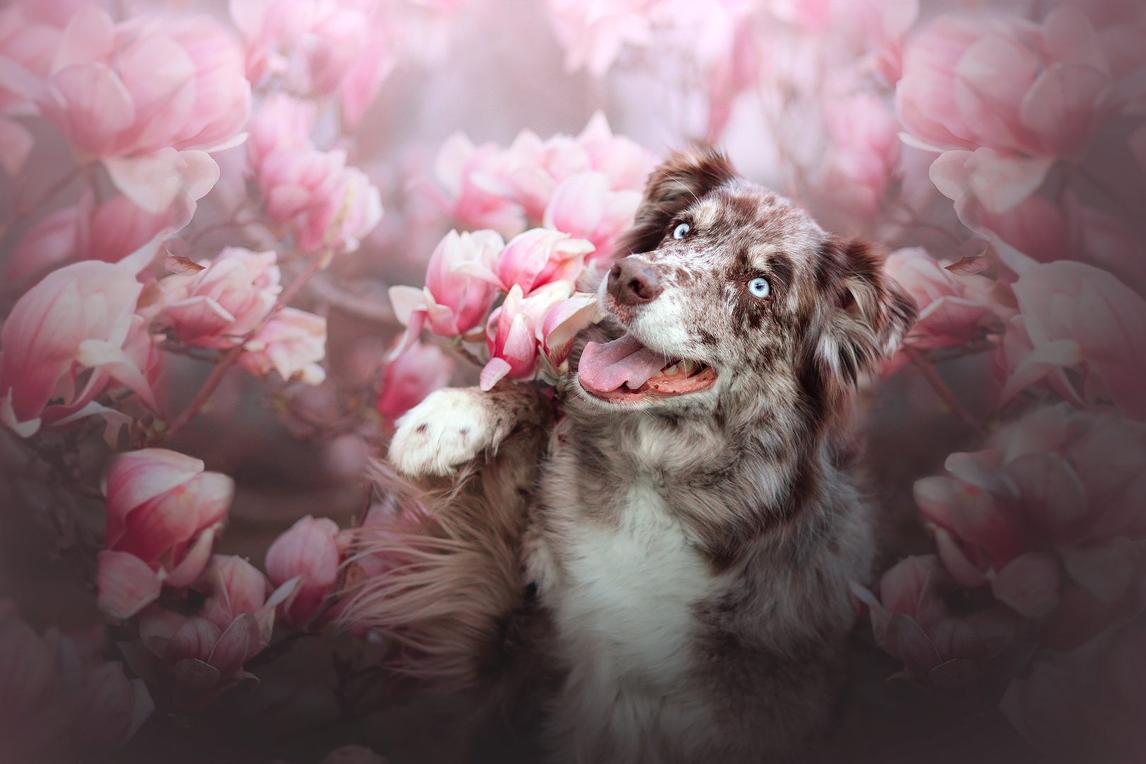 Pink Dream by Kjara Kocbek