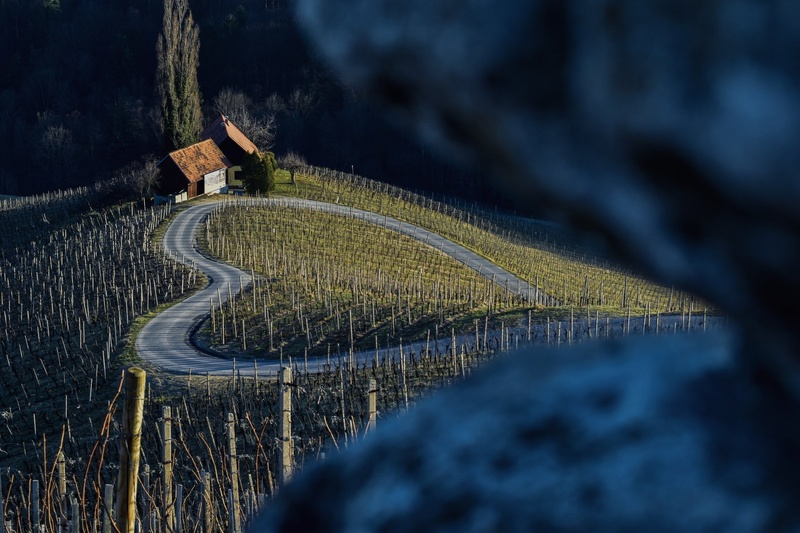 Srce med vinogradi by Štefan Renič