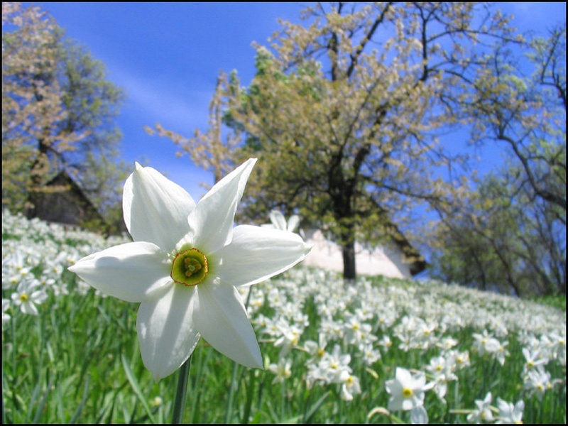 mesec narcis by bunka