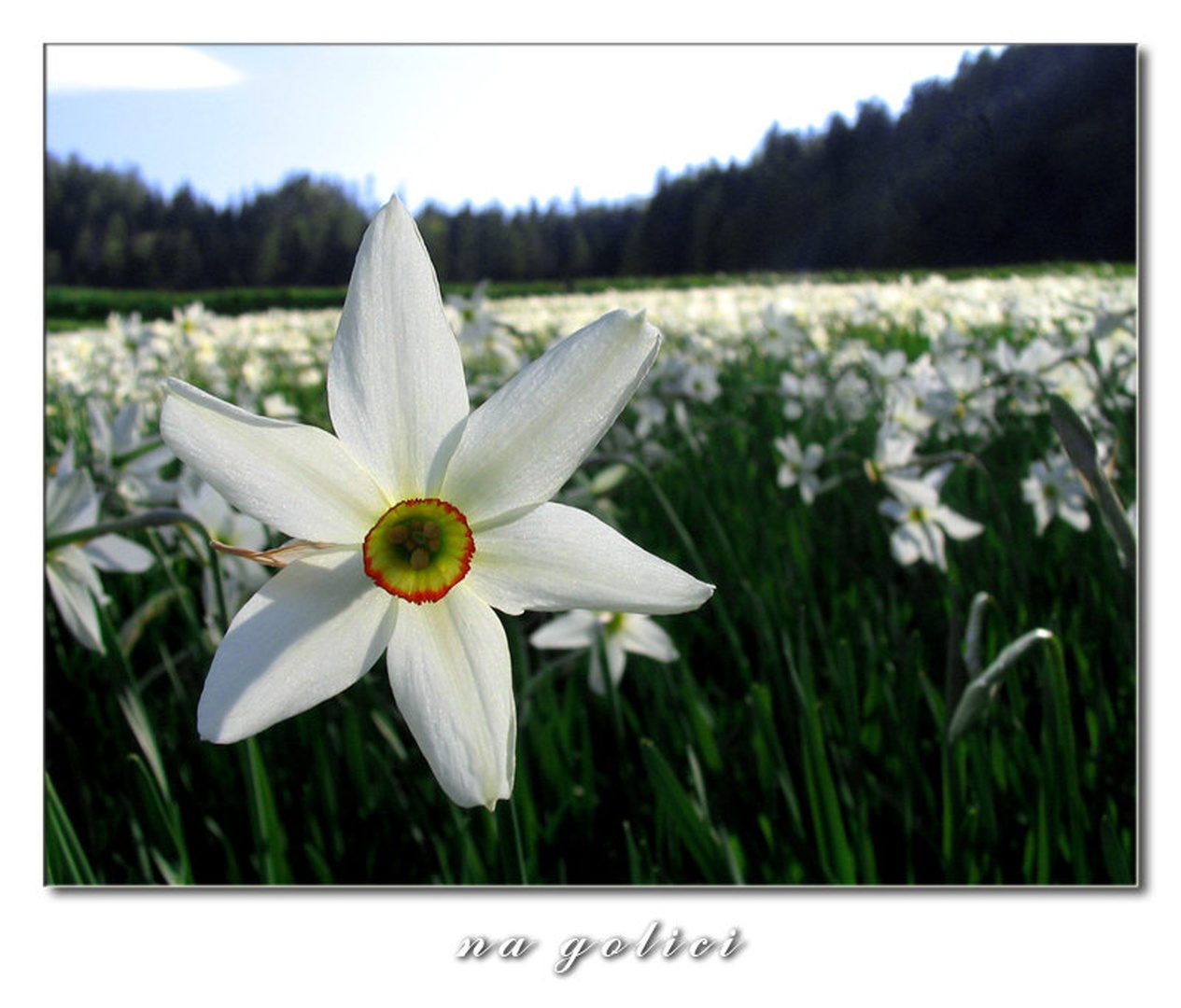 teden narcis by