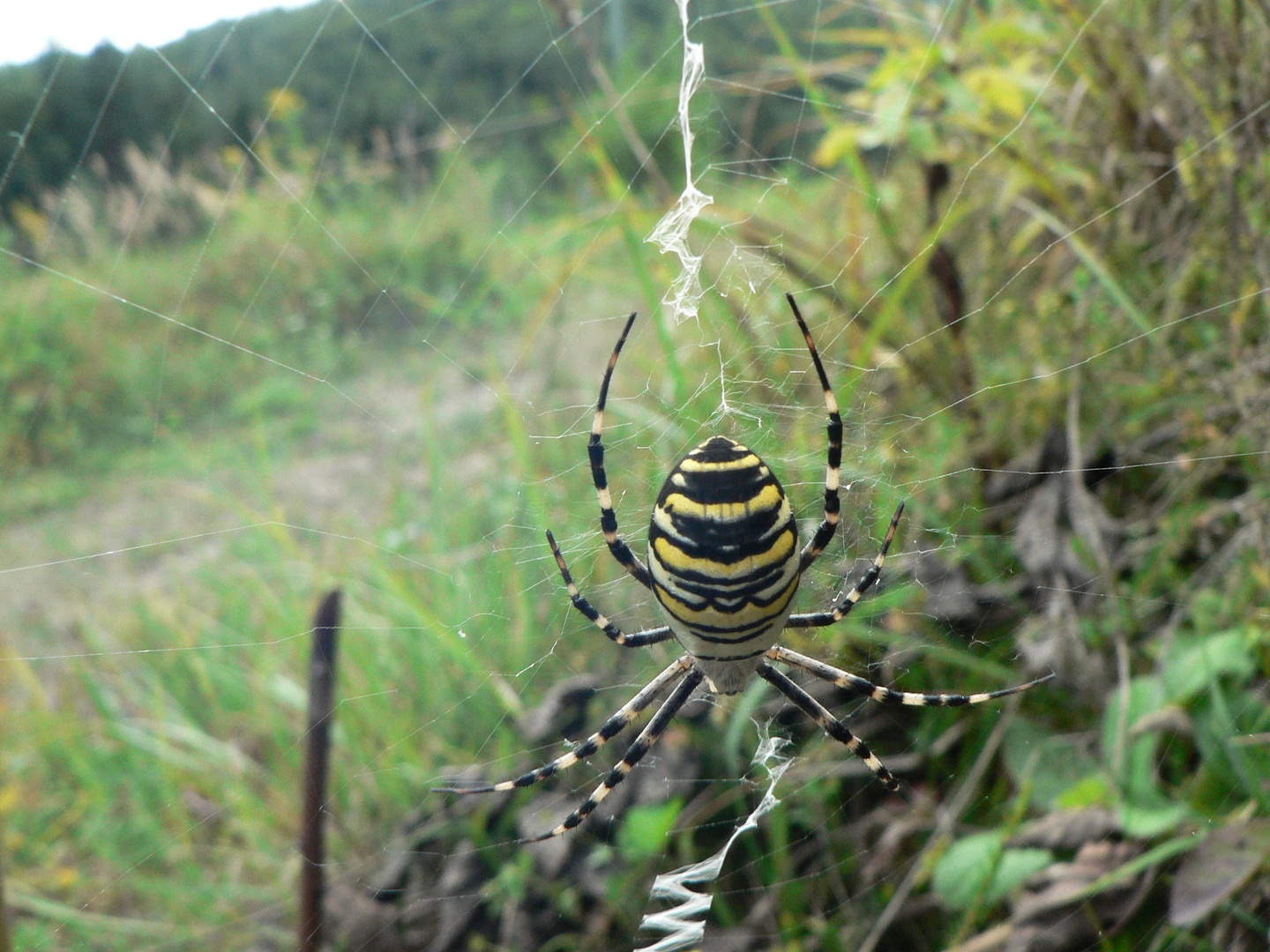 umetnik by emil krznar
