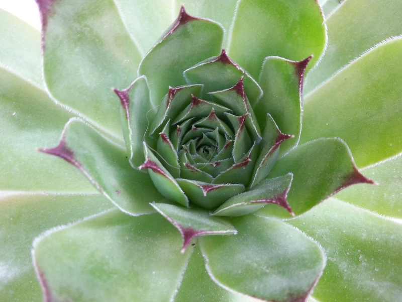 Prelepa Čuvarkuća – Sempervivum tectorum by Sabina Jurkošek