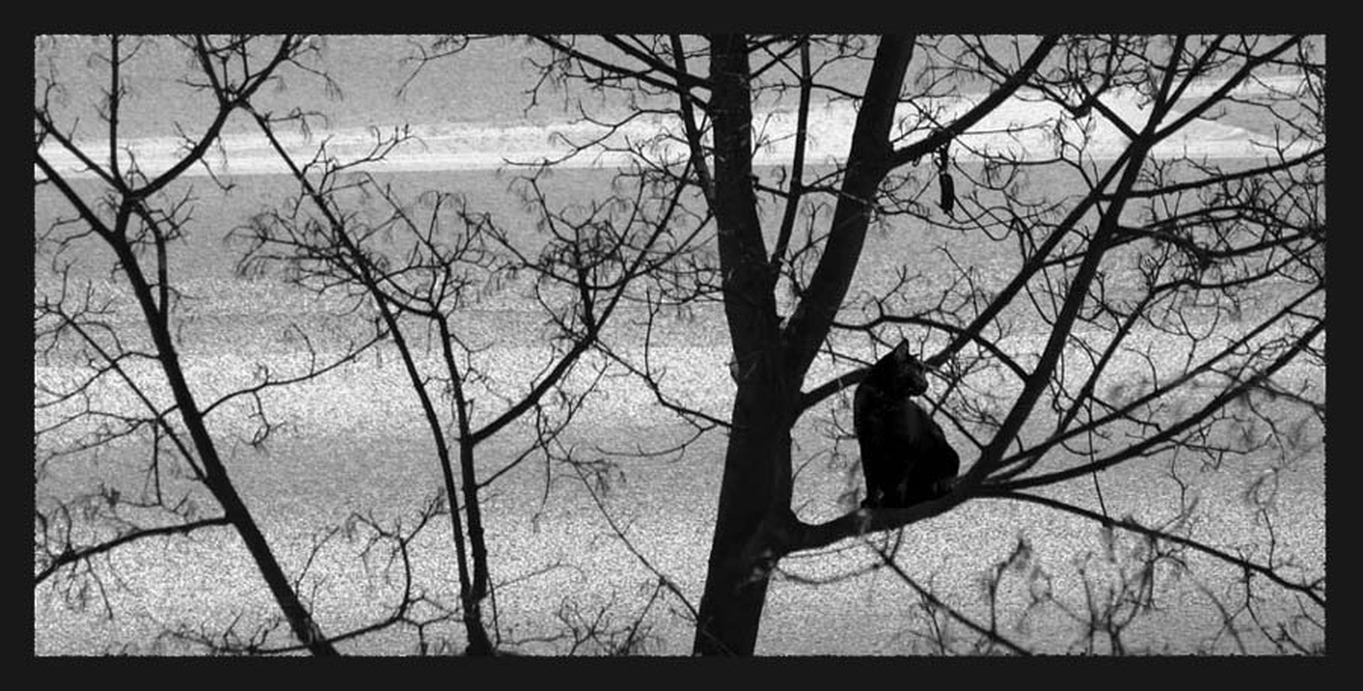 le chat by