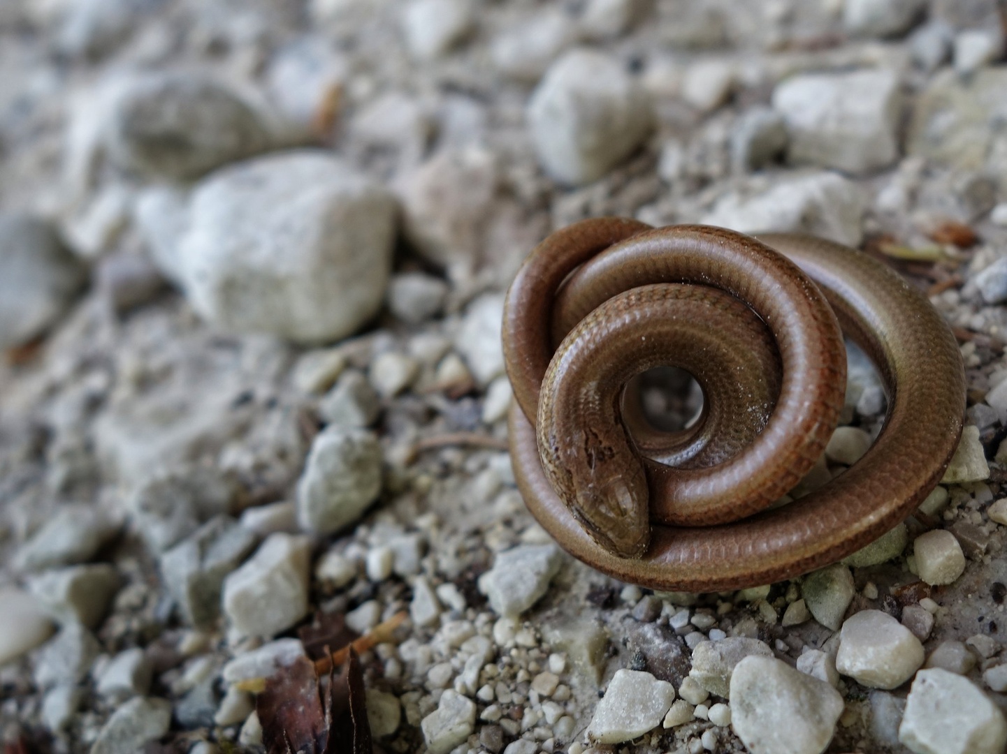 Anguis fragilis by Artificial Freedom