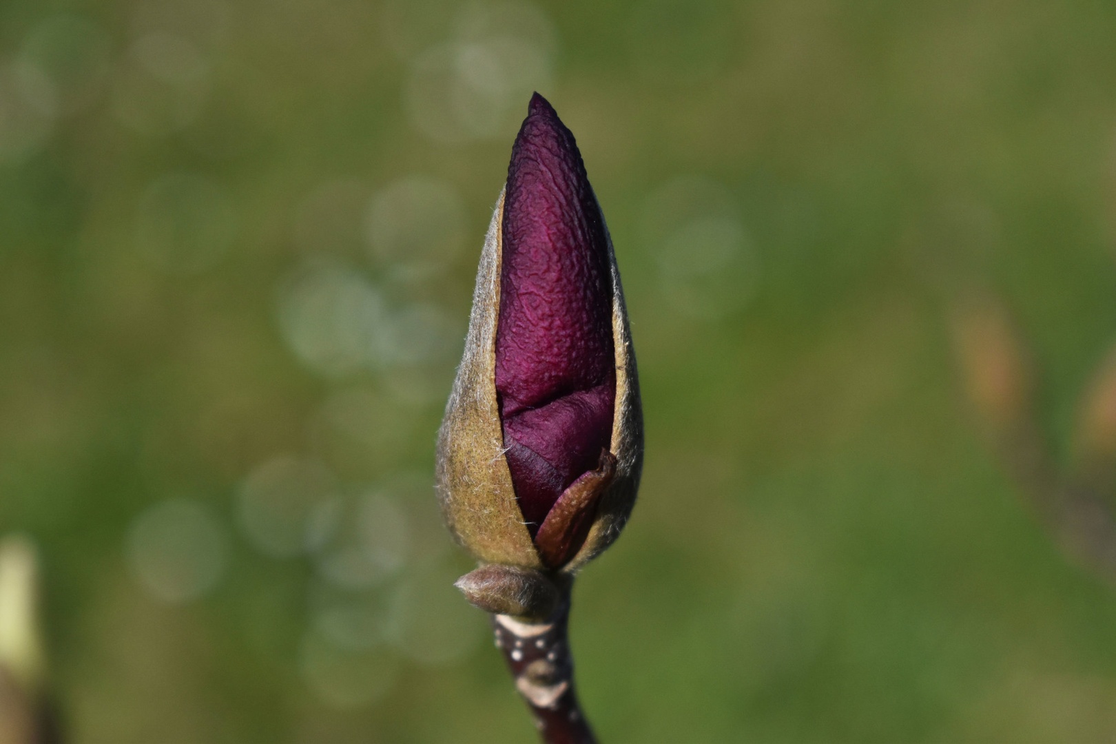 Magnolija by