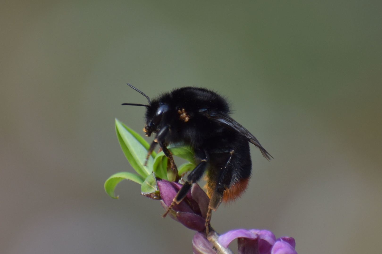 Bumblebee by