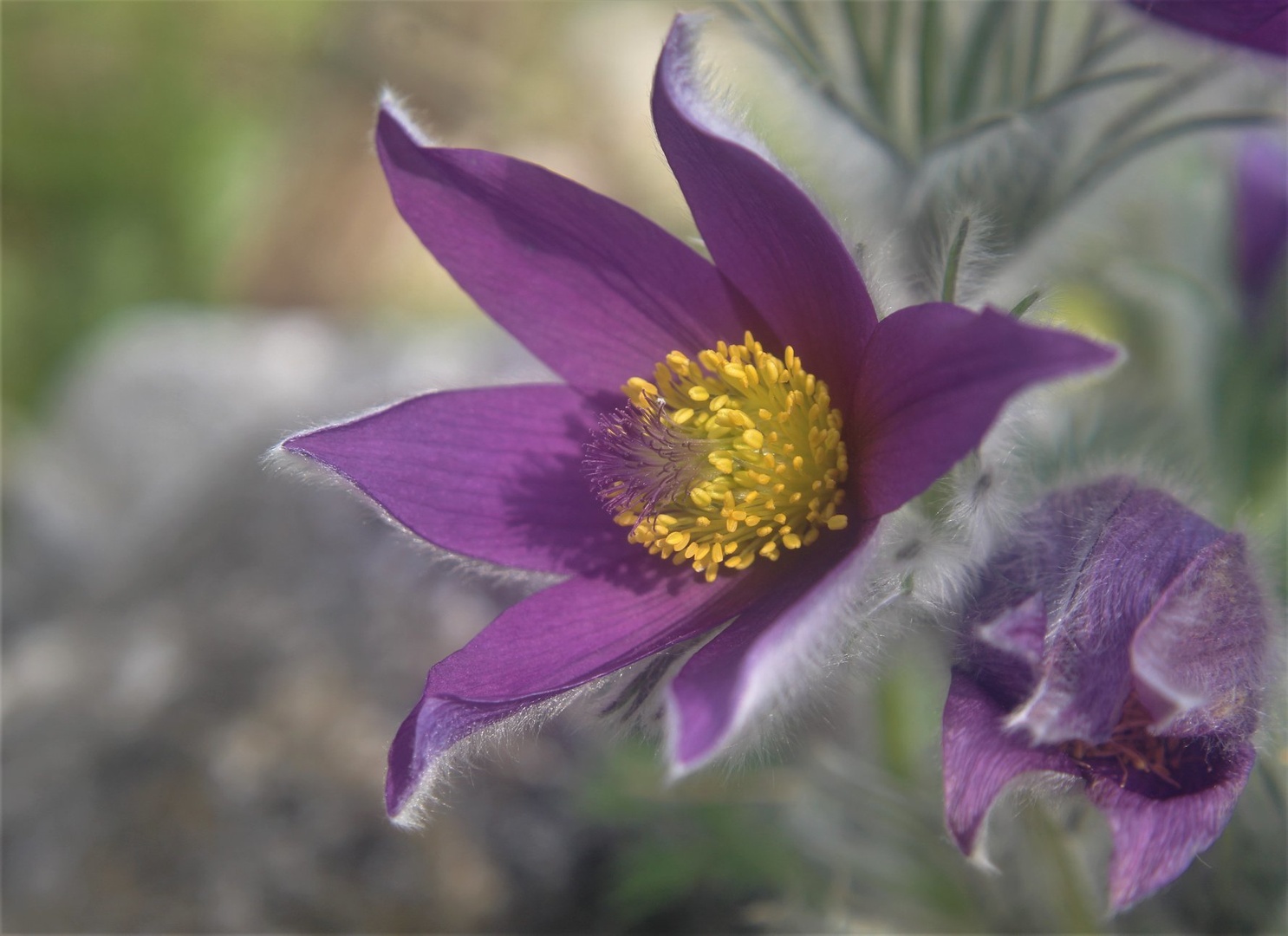 Pulsatilla grandis by Vida Vicky Ficko
