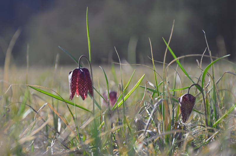 Močvirski tulipani by Olga Kolar