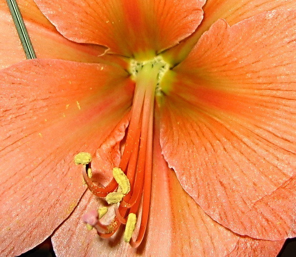 oranžno by