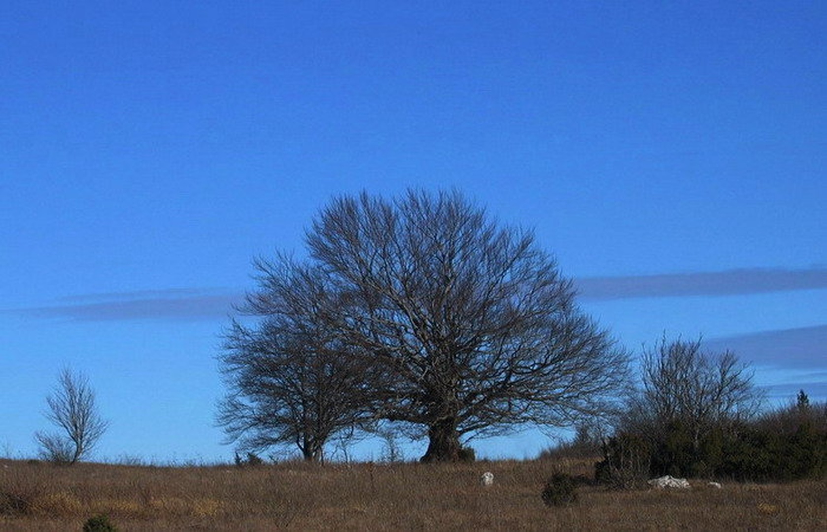 krošnja by