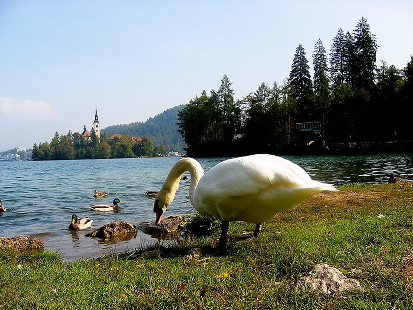 Bled by