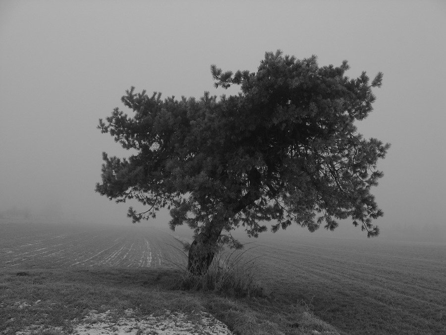 polje by