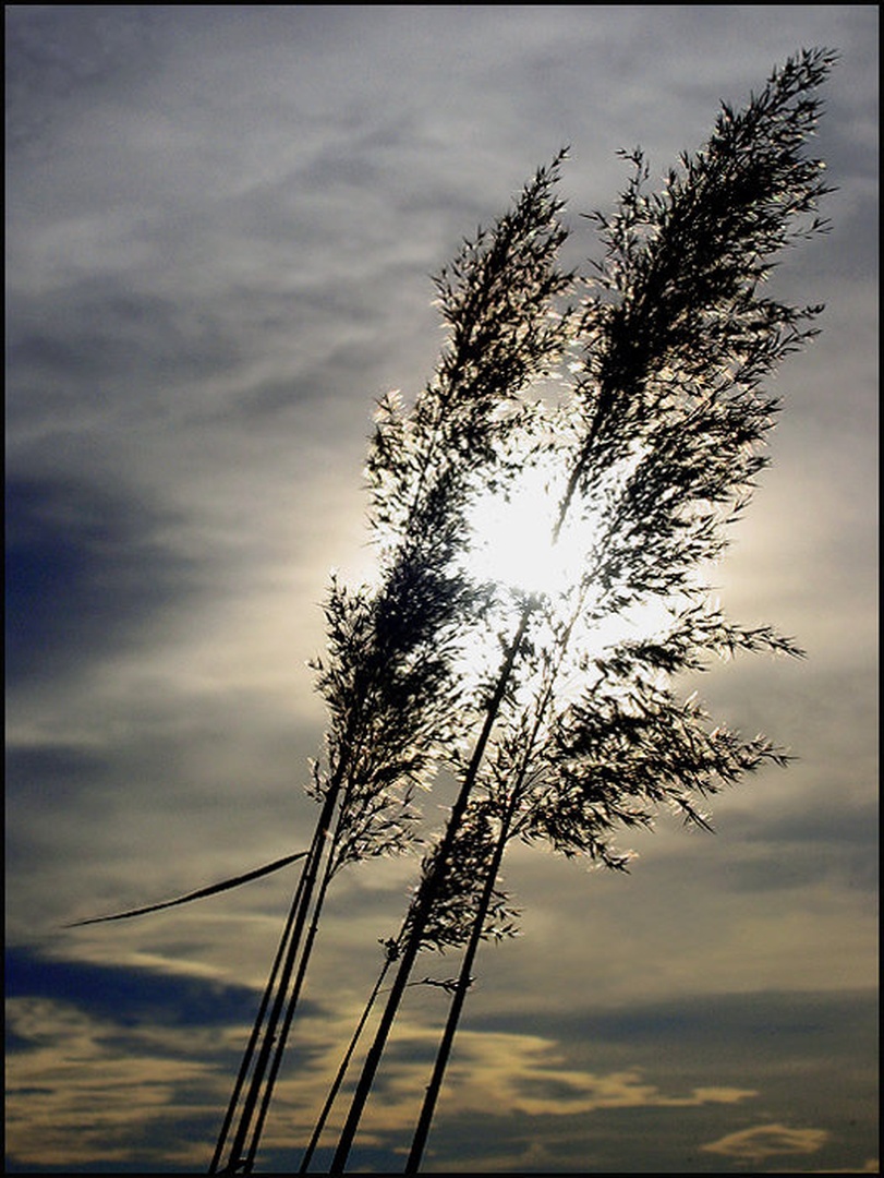 ...in the sun by Boris B. Voglar