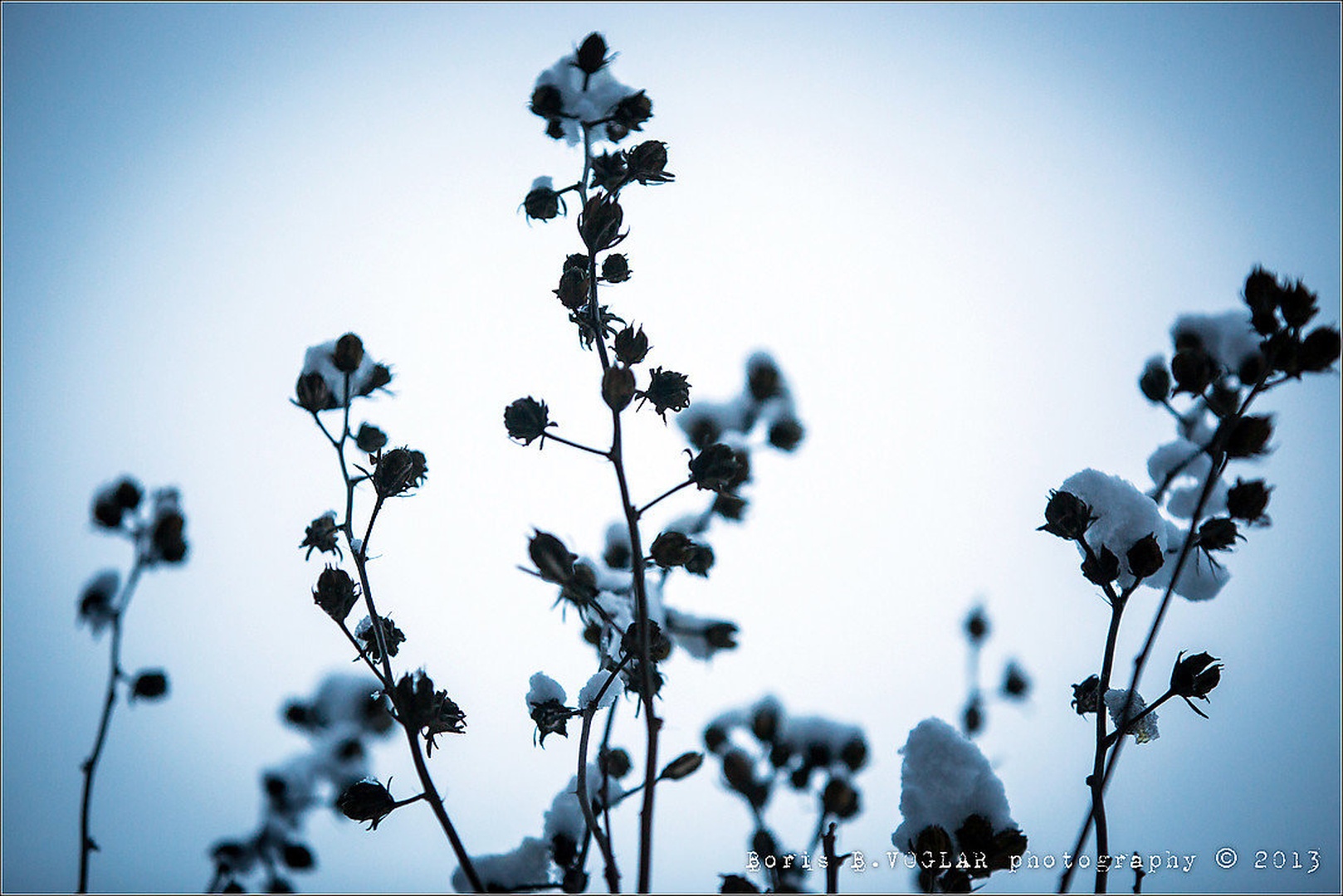 'Cotton Field' by Boris B. Voglar