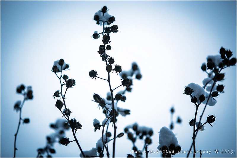 'Cotton Field' by Boris B. Voglar