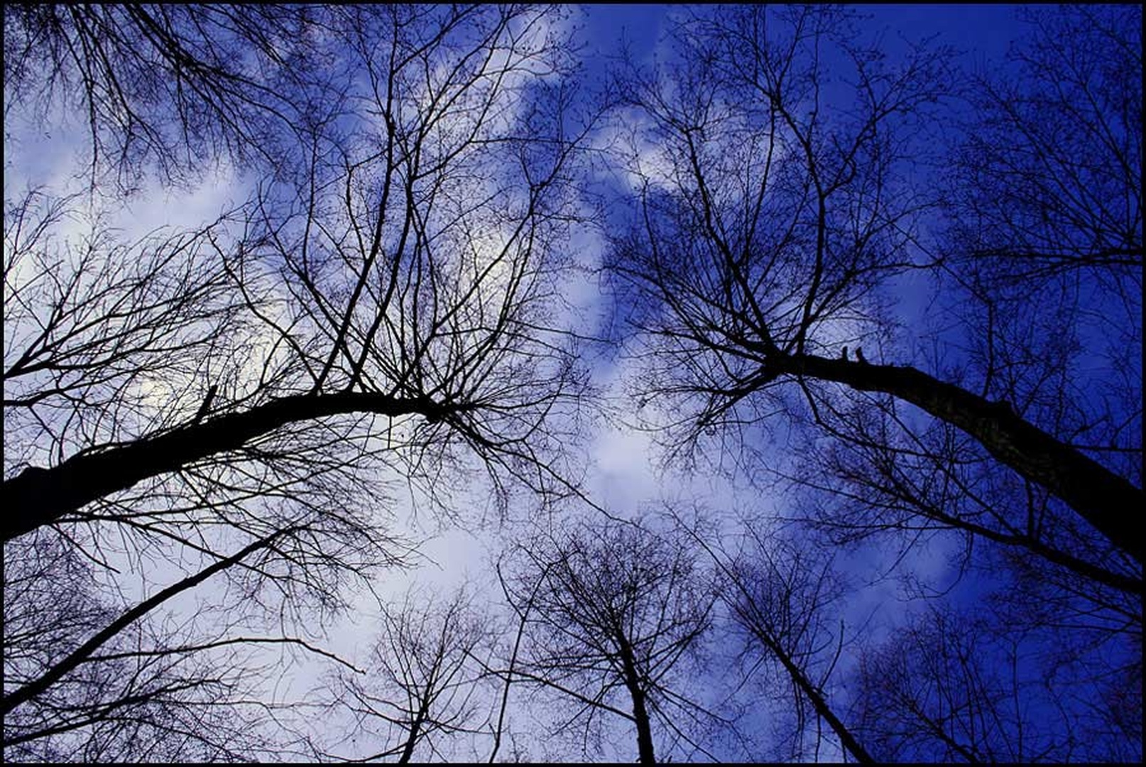 A forest by Boris B. Voglar
