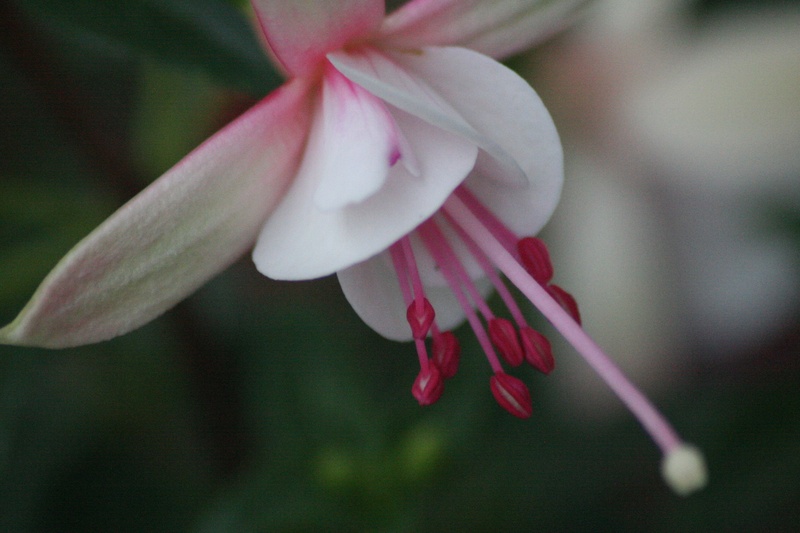 Fuksia by Simon Brezocnik