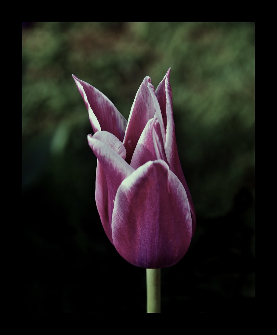 TULIPAN by Aleš Brokoli