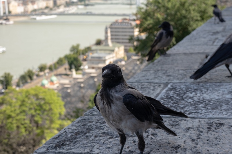 Siva vrana (Corvus cornix) by Klemen Grm
