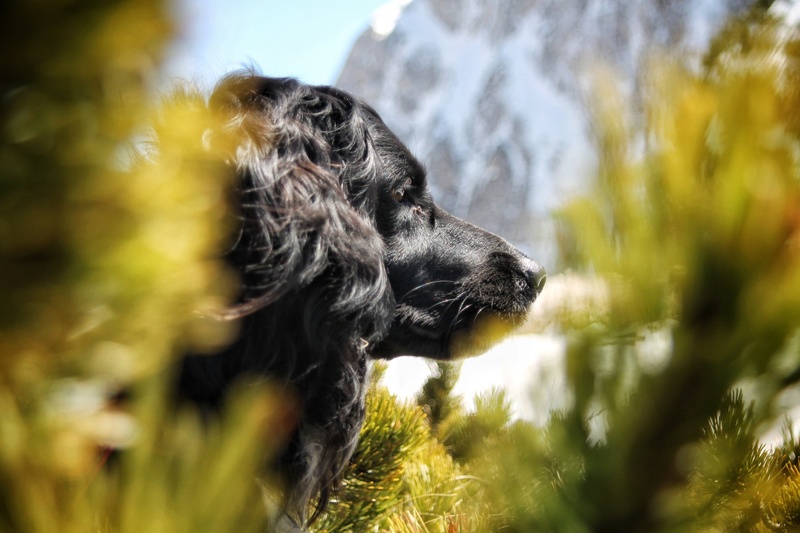 There is no end to your leash by Ajda Kankaraš