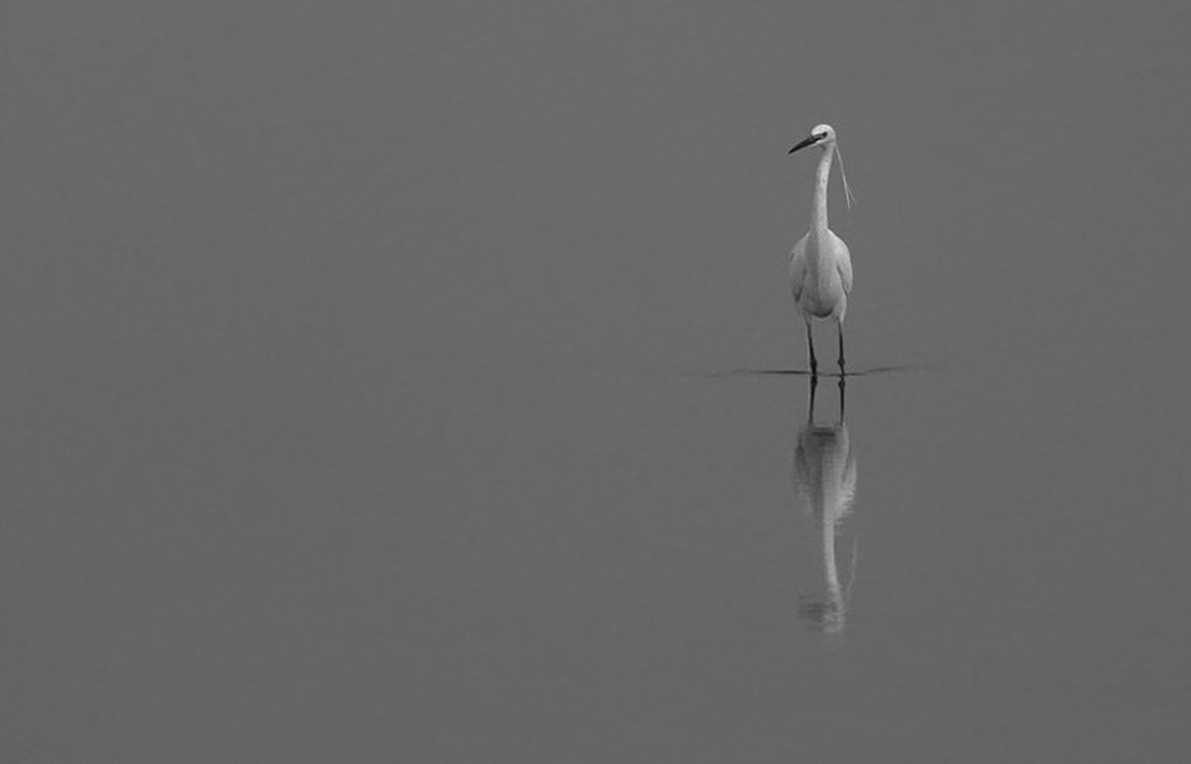 Izgubljena v megli by Lars