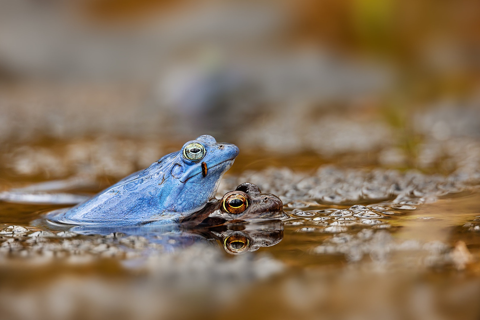 Love is in the air by Tadej Žlahtič