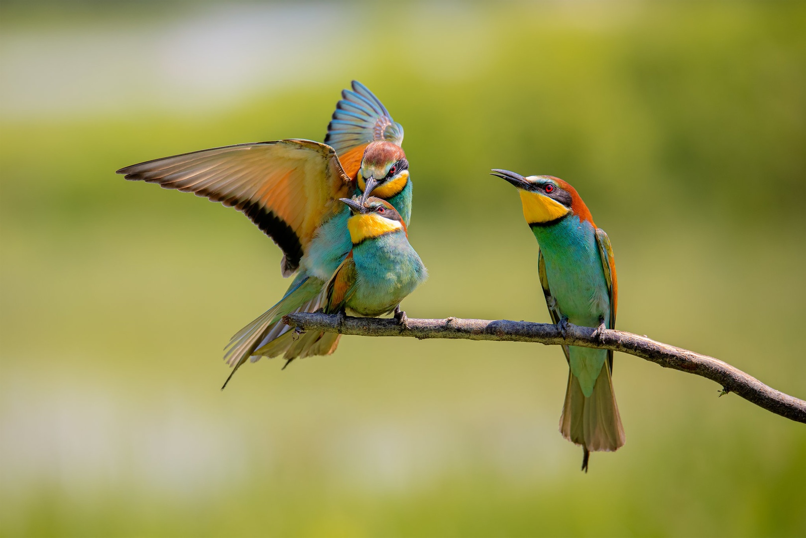 Love is in the air by Tadej Žlahtič