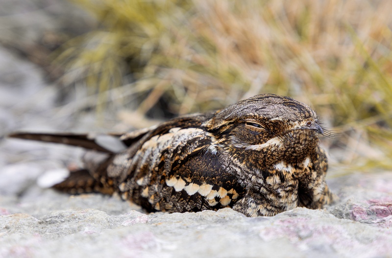 Caprimulgus europaeus by Tadej Žlahtič