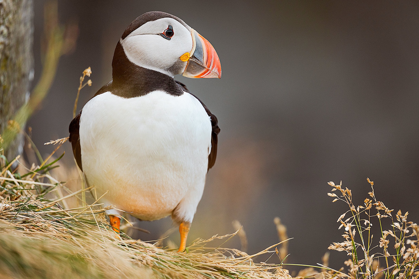 Puffin by Tadej Žlahtič