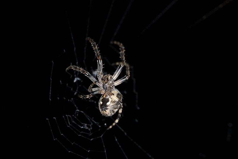 Spider by Jan Bernik