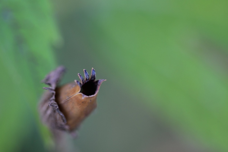 macro by Jan Bernik