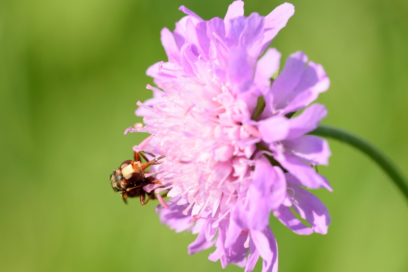 Macro by Jan Bernik