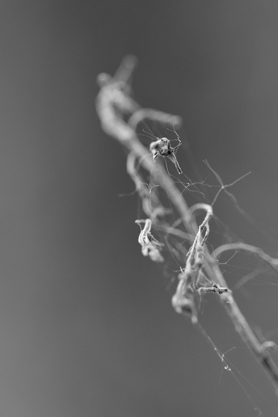 Makro by Jan Bernik