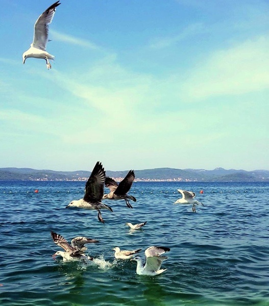 galebi by Palček Zelenček