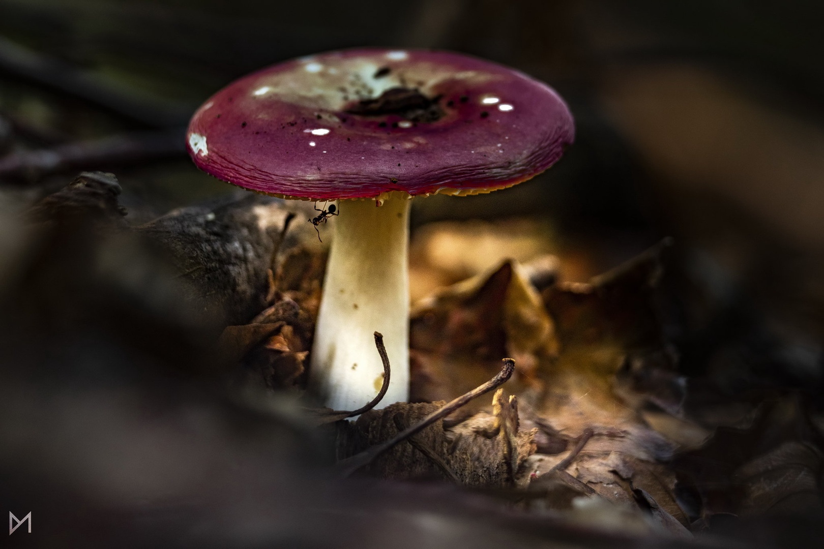 Light under mushroom by Dejan Mržljak