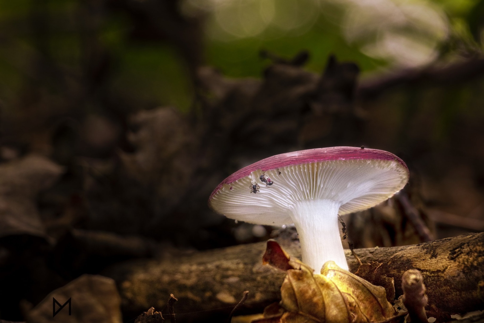 Light under mushroom by Dejan Mržljak