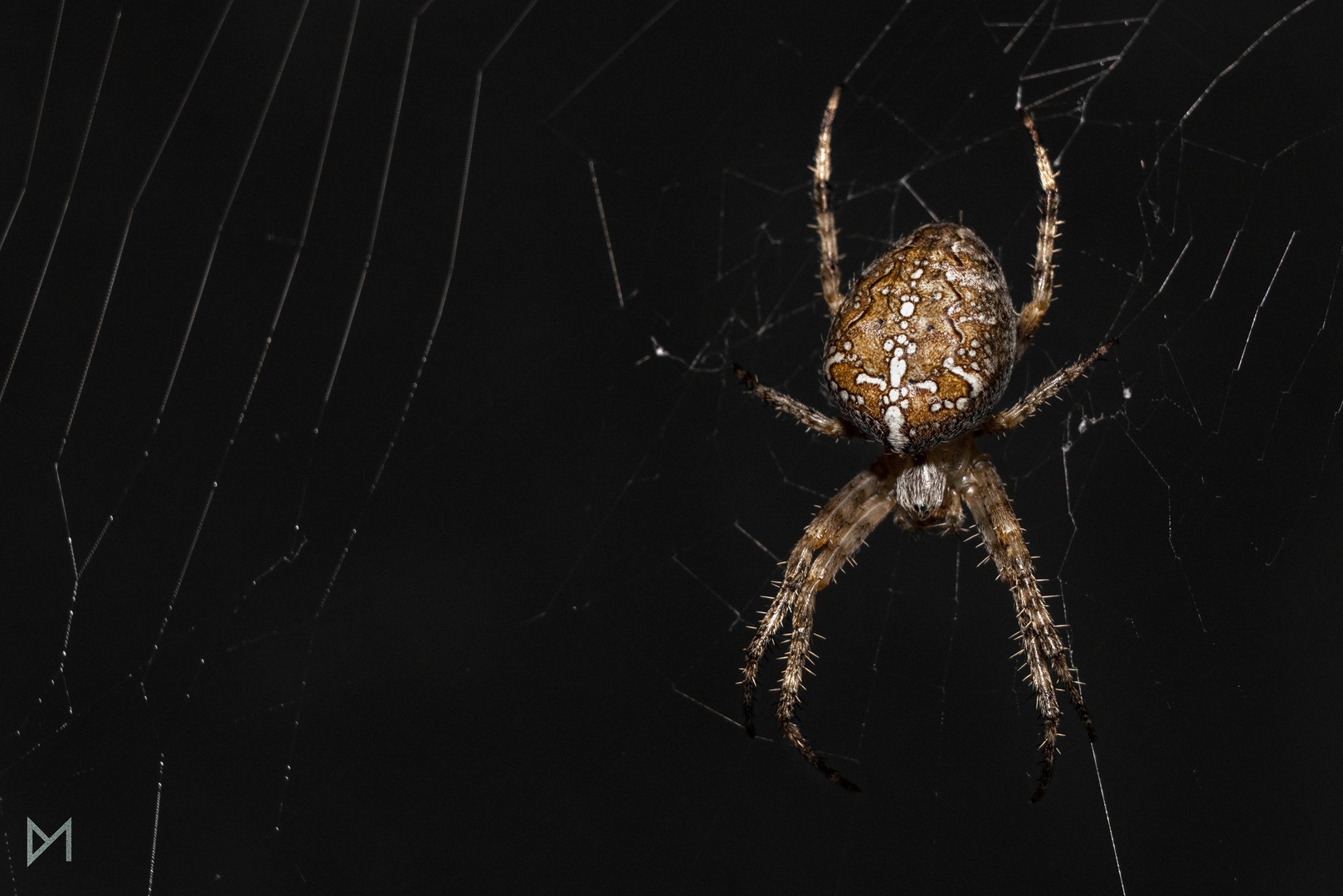 Navadni križevec (Araneus diadematus) by Dejan Mržljak