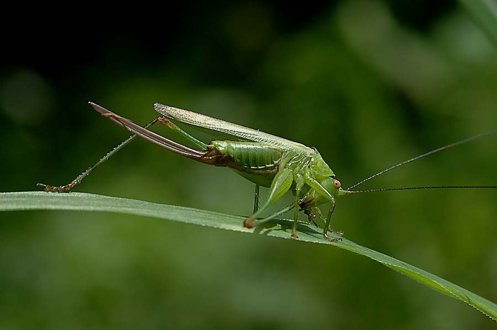 Akrobat. by