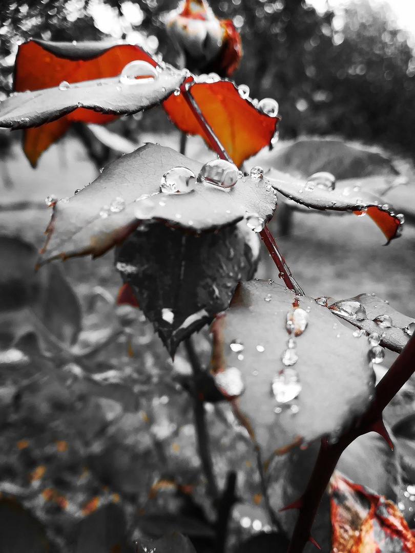Rain drops by Natalija Oblak