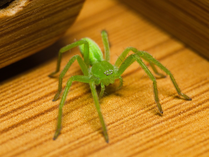 I just came to say hello!! by Matej