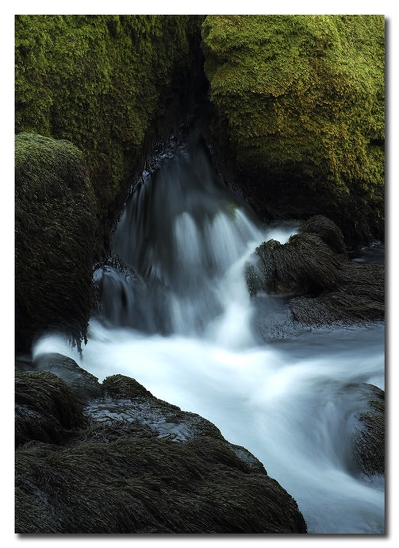 EverGreen by