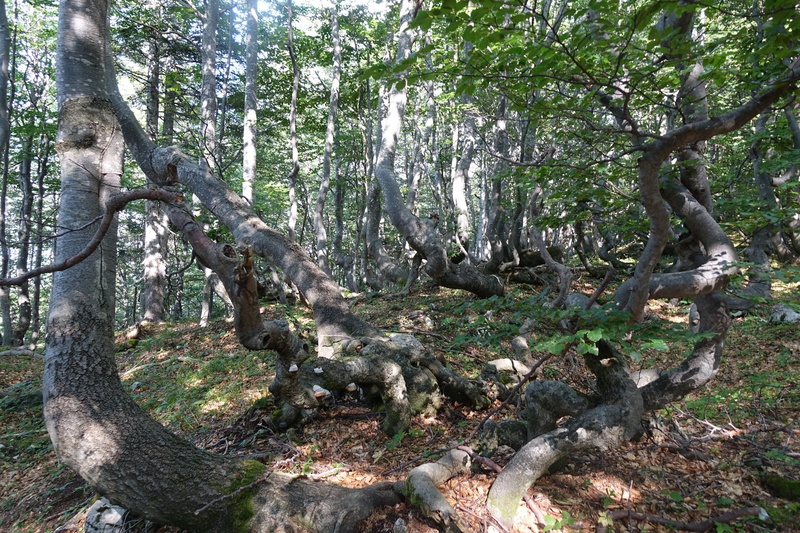 čarobni gozd by gorazd č