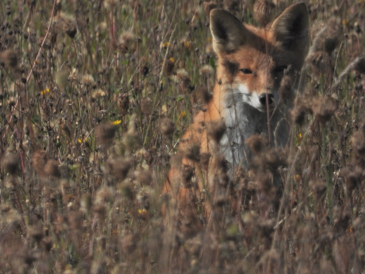 jaz sem pa foxy by gorazd č