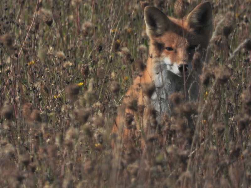 jaz sem pa foxy by gorazd č