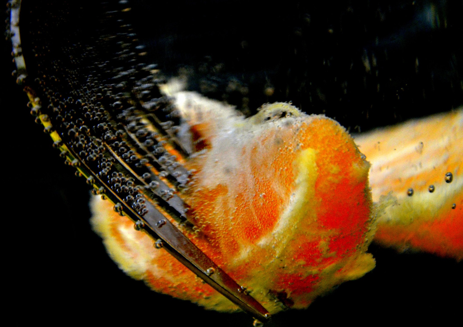 Mandarina by Darja Cesar